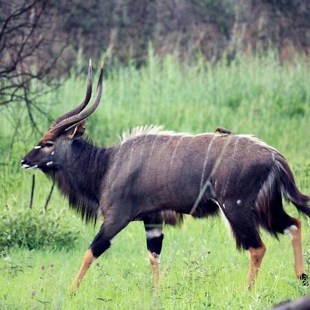 Ouklip Game Lodge Klipdrift Εξωτερικό φωτογραφία